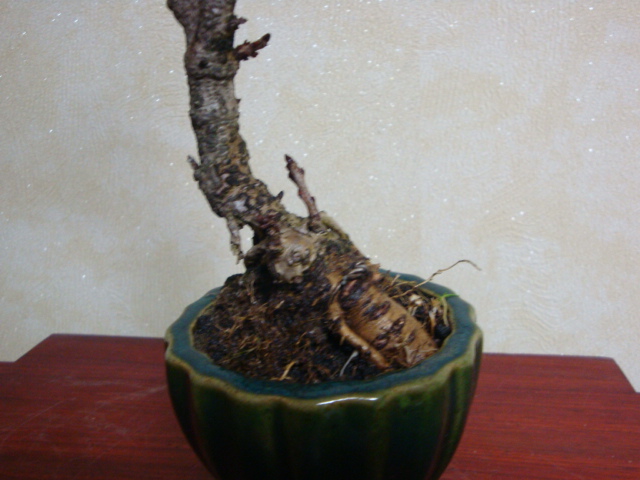 DSC07072.JPG