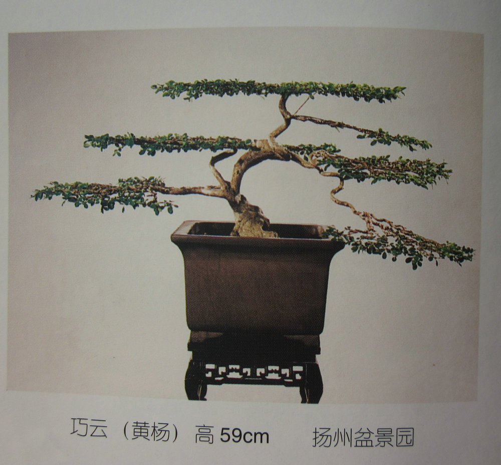 ���ƣ���� ��59cm_1.jpg