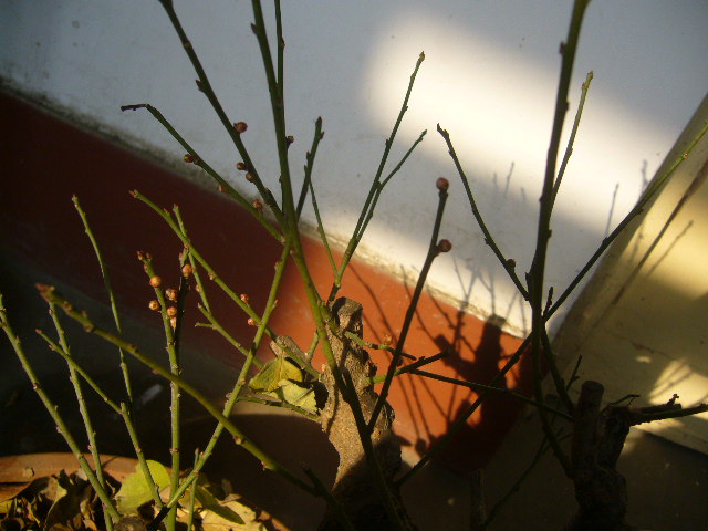 P1070015.JPG