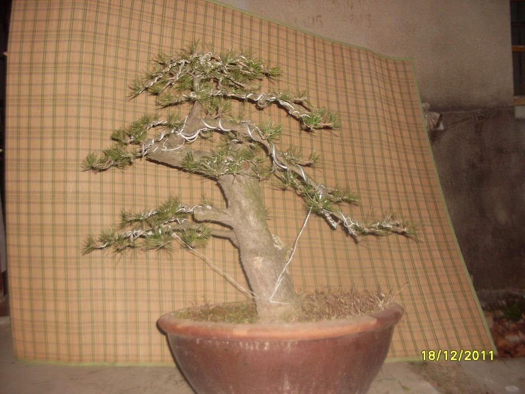 SDC10963.JPG