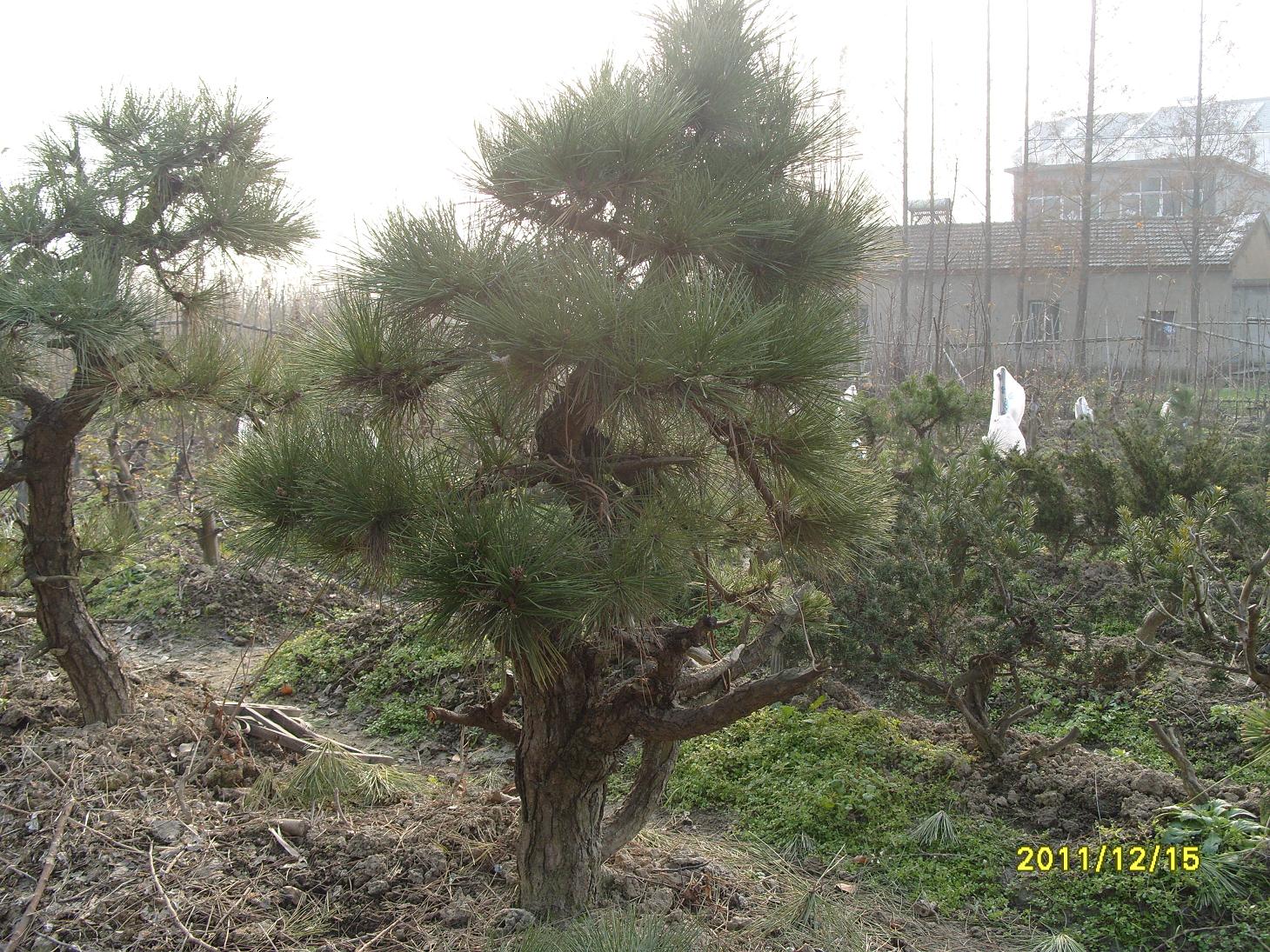 S1054091.JPG