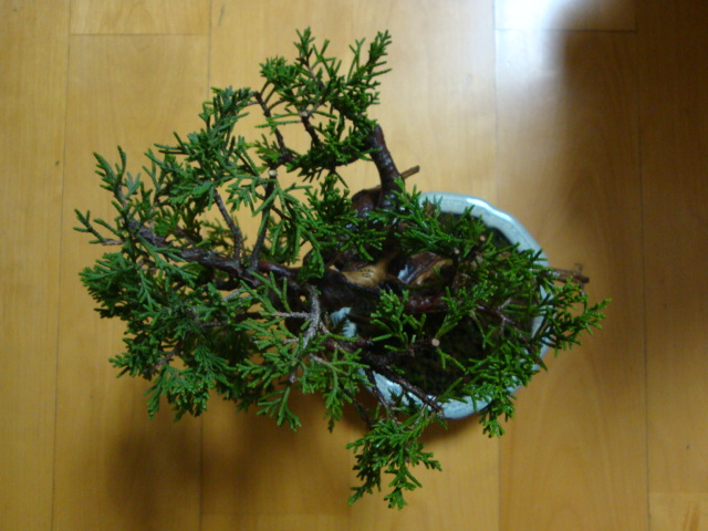 DSC07070.JPG