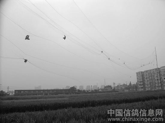 2009528203649.jpg
