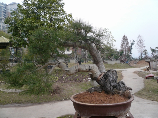 P1110037.JPG