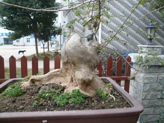 P1110075.JPG