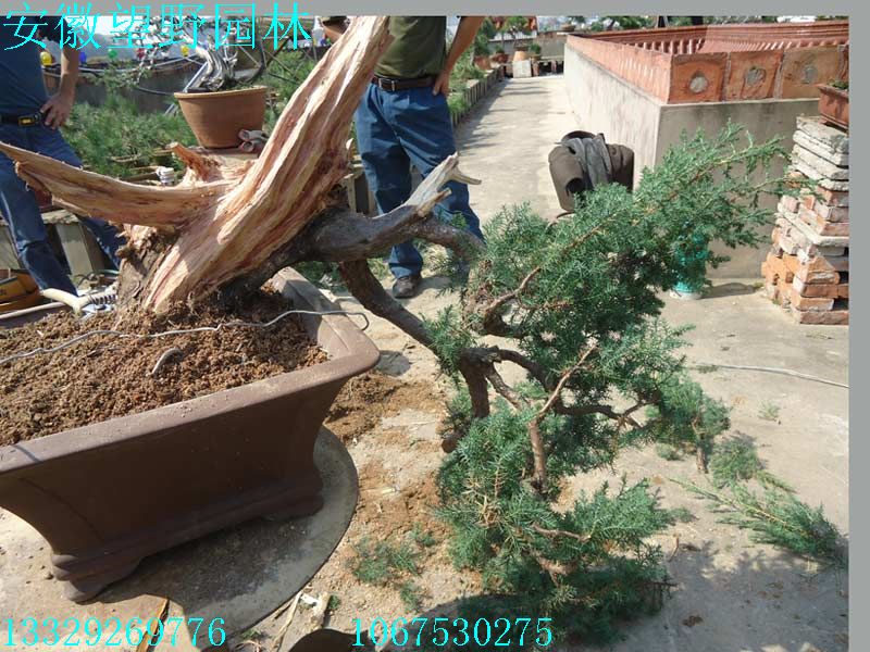 DSC02760B.jpg