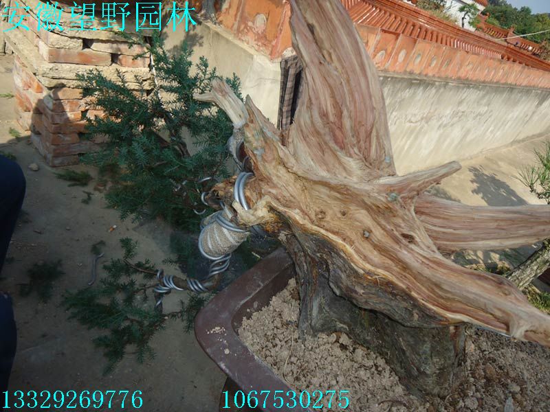 DSC02763E.jpg