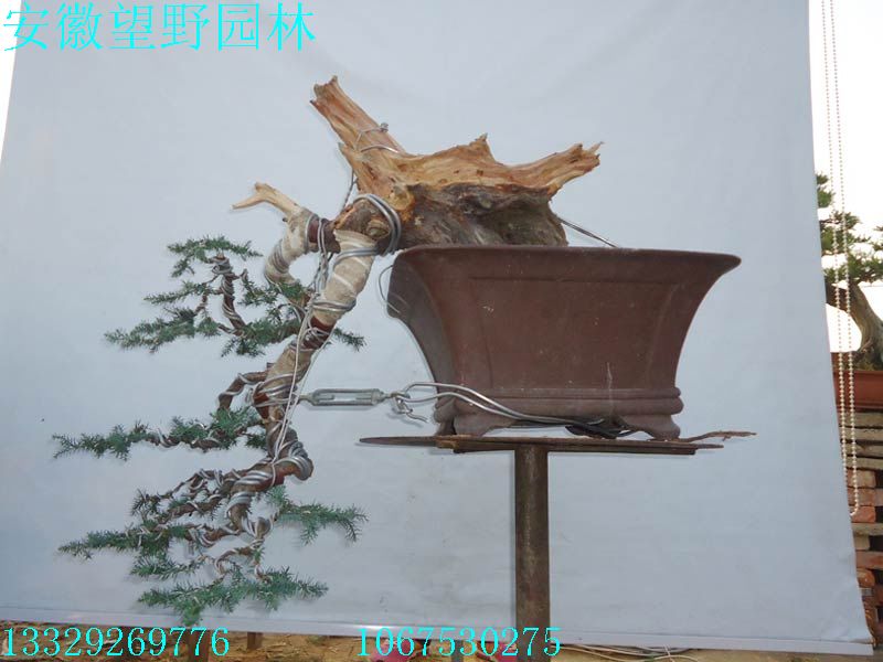 DSC02764F.jpg