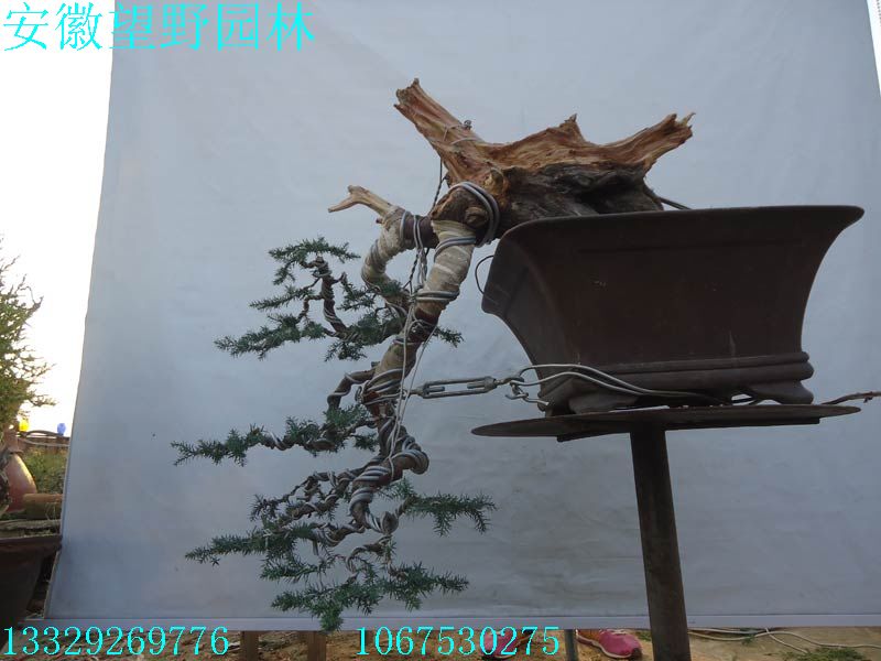 DSC02765G.jpg