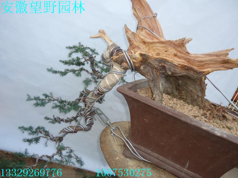 DSC02767I.jpg