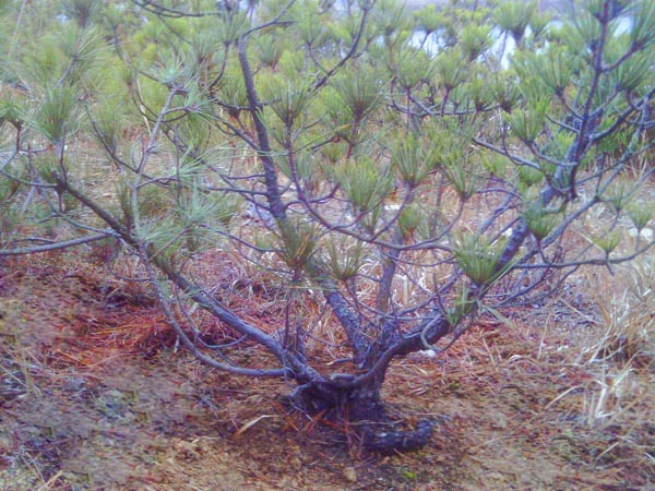IMAG0021.JPG