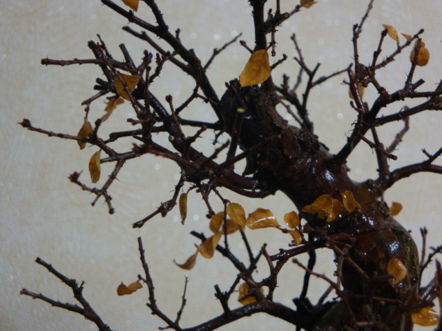 DSC07228.JPG