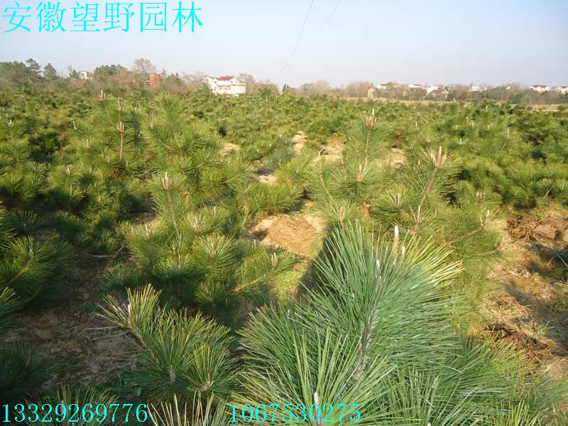 DSC02966.jpg