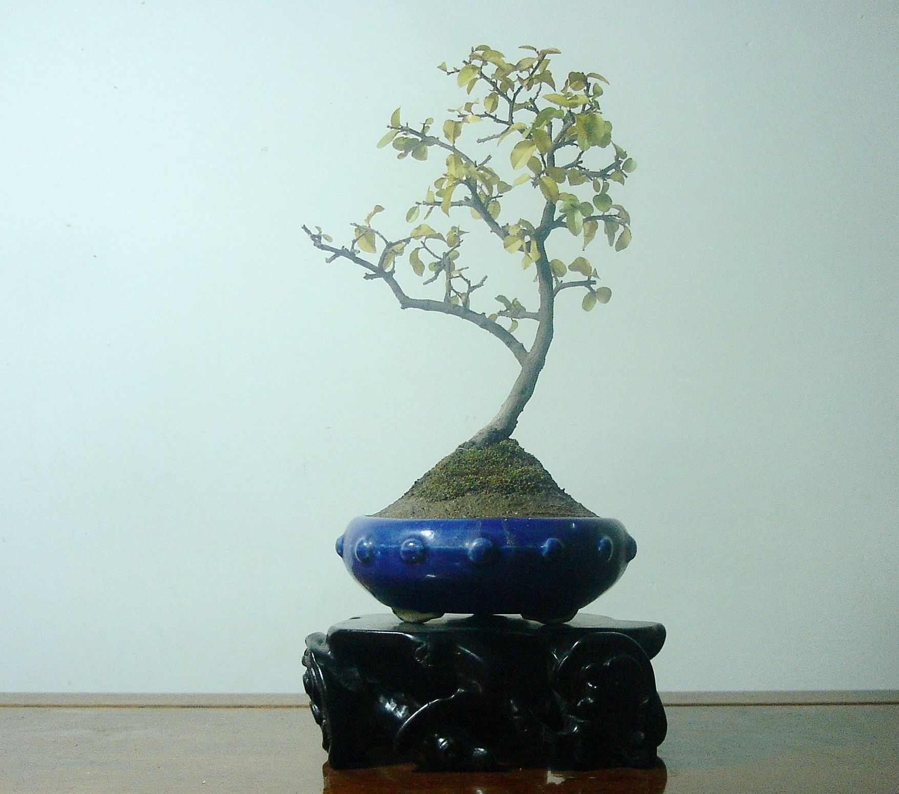 DSC09740.jpg