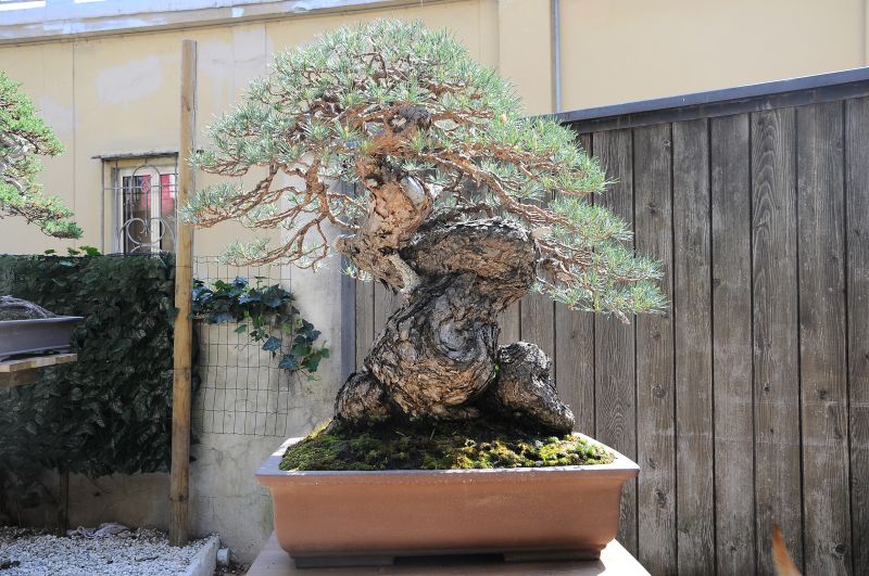 SpringTime2011_1.jpg