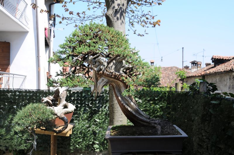 SpringTime2011_7.jpg