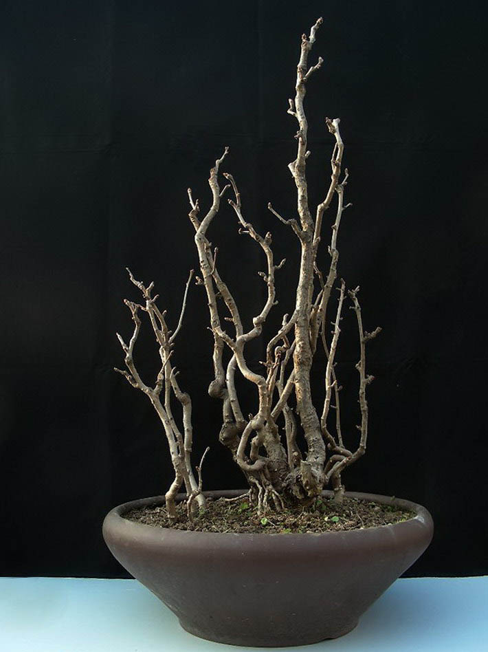 DSCN4838 .jpg