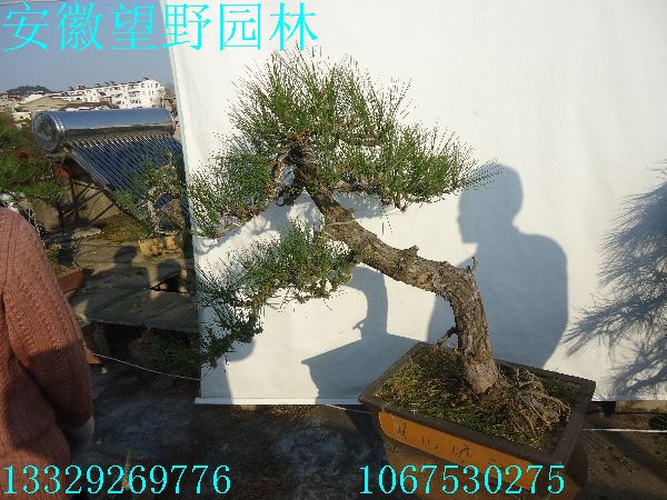 88a.jpg