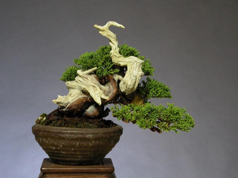 2juniperus chinensis, shinpaku, shohin_po.jpg