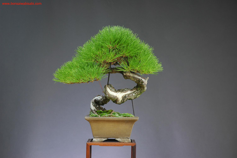 2pinus densiflora, akamatsu, chuhin, po.jpg