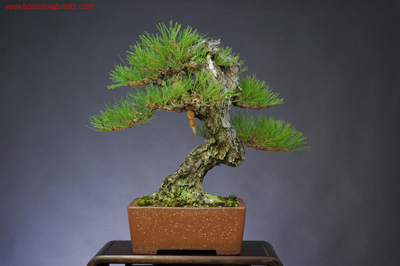 2pinus densiflora, akamatsu, chuhin_po.jpg