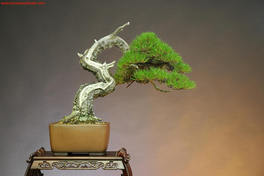 4pinus densiflora, akamatsu, chuhin, po.jpg