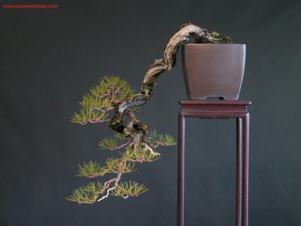 4pinus-densiflora-akamatsu-chuhin-po-600x450.jpg