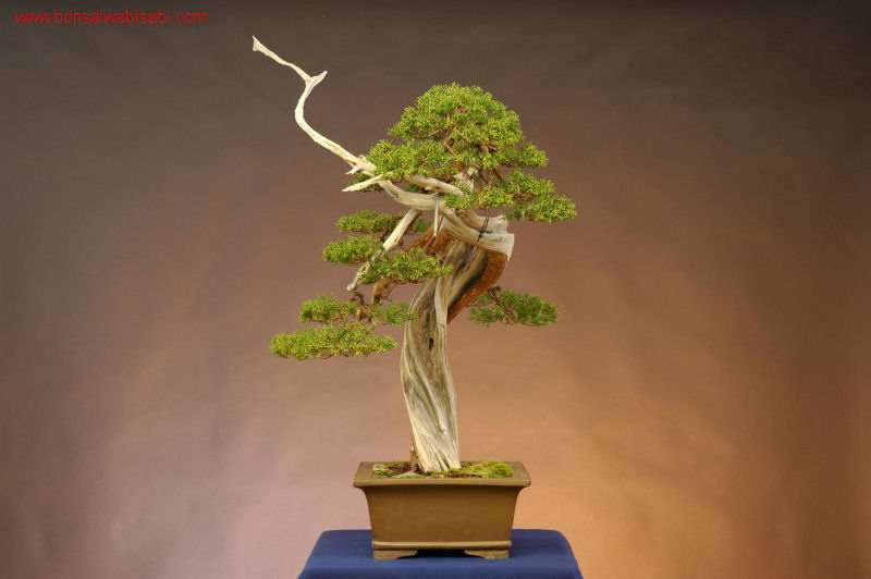 6juniperus chinensis, shinpaku, dai_po.jpg