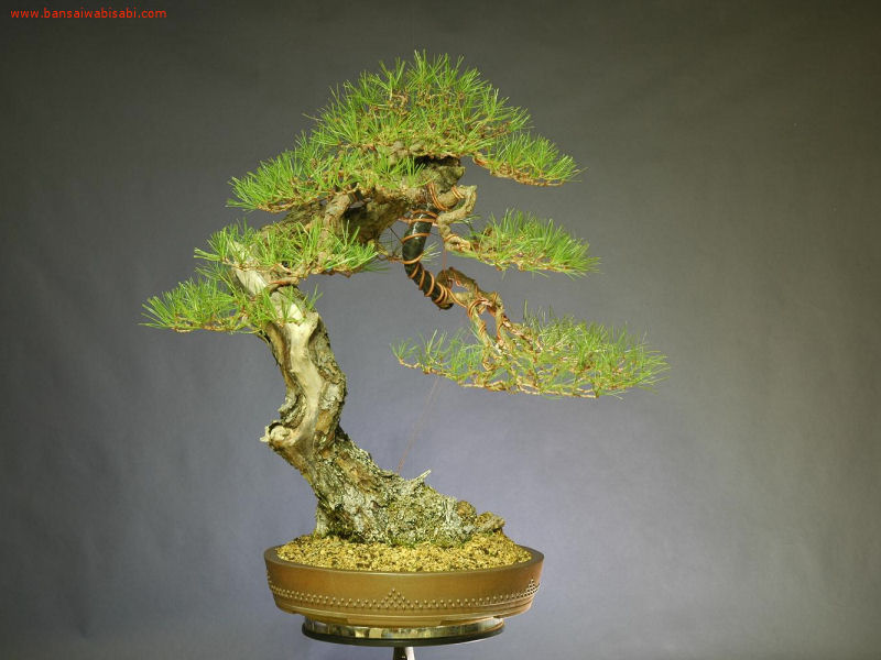 6pinus densiflora, akamatsu, dai_po.jpg