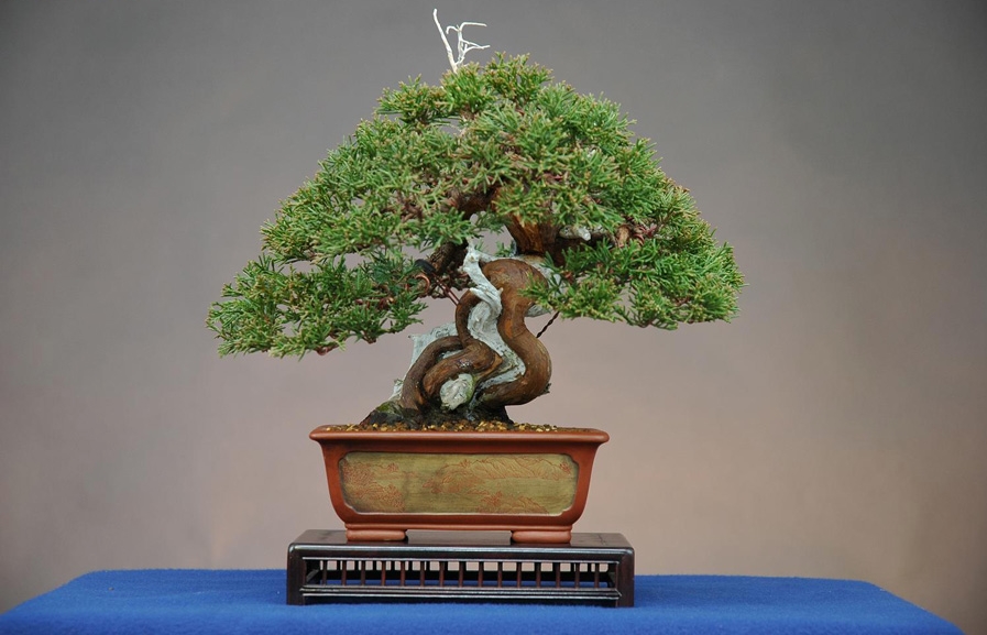 8juniperus chinensis, shinpaku, shohin ppo.jpg