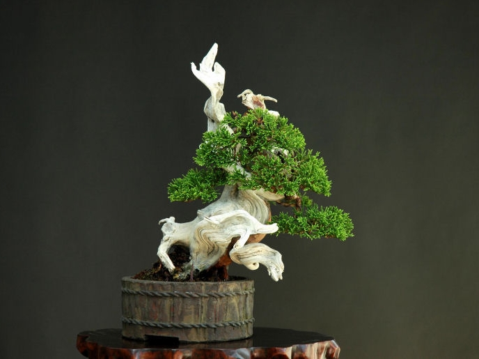 8juniperus chinensis, shinpaku, shohin_po.jpg