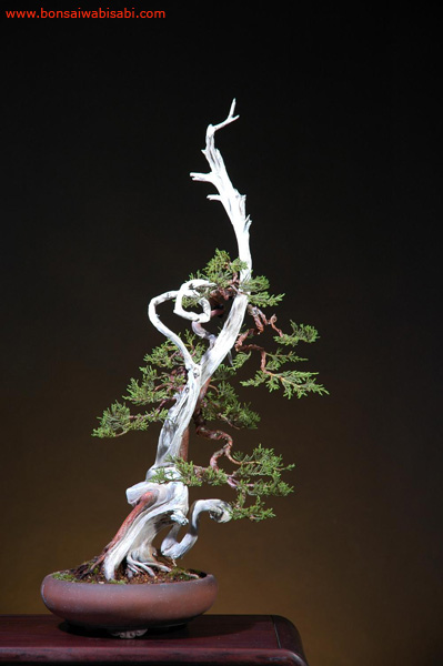 10juniperus chinensis, shinpaku, chuhin po.jpg