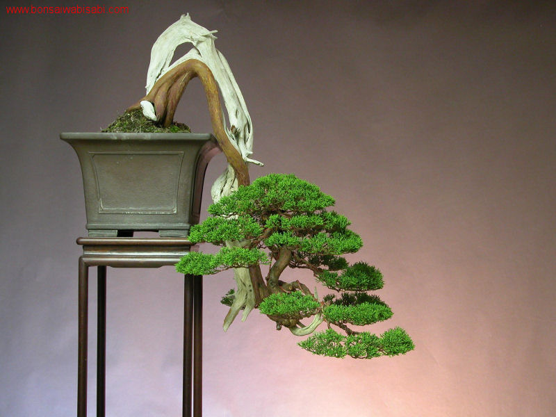 10juniperus chinensis, shinpaku, dai_po.jpg