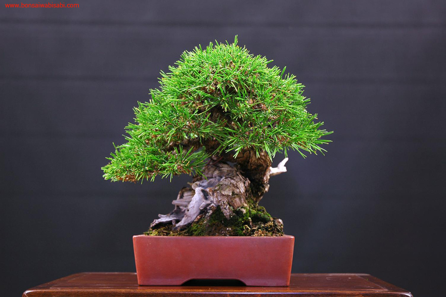 10pinus thunbergii, kuromatsu, shohin, po.jpg