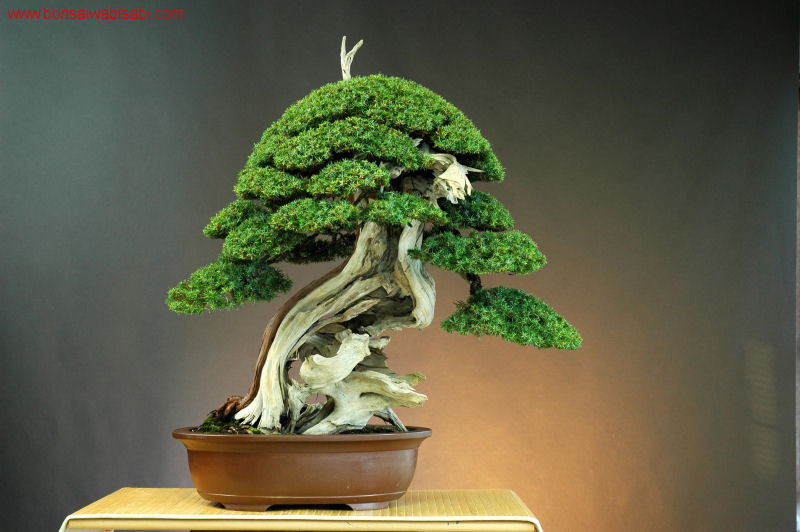 12juniperus rigida, tosho, dai_po.jpg