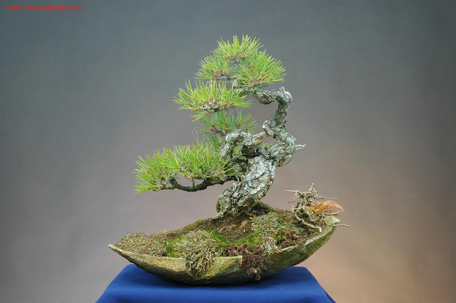 12pinus thunbergii, kuromatsu, chuhin, po.jpg