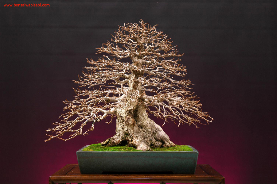 14carpinus turczaninovii, soro, chuhin, po.jpg