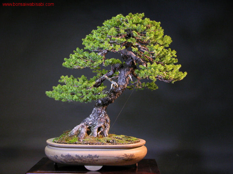 14picea glehnii, ezomatsu, dai_po.jpg