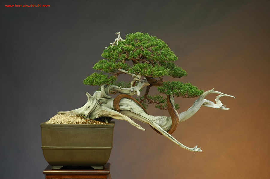 16juniperus chinensis, shimpaku, chuhin, po.jpg