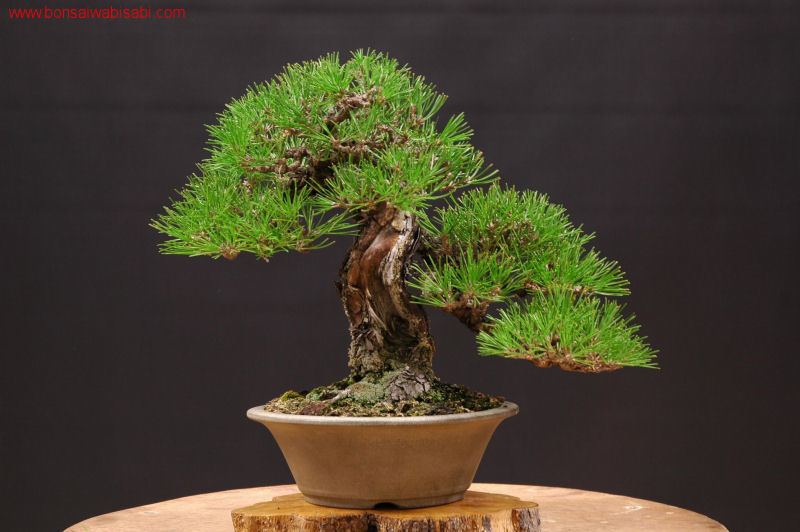 16pinus thunbergii, kuromatsu, chuhin_po.jpg