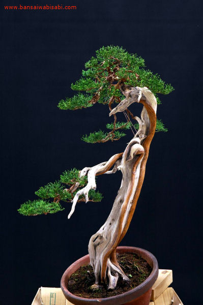 18juniperus chinensis, shinpaku, dai_po.jpg