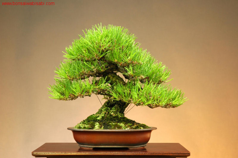 18pinus densiflora, akamatsu, shohin_po.jpg