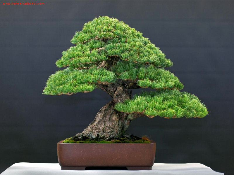 20pinus parviflora, goyomatsu, dai_po.jpg