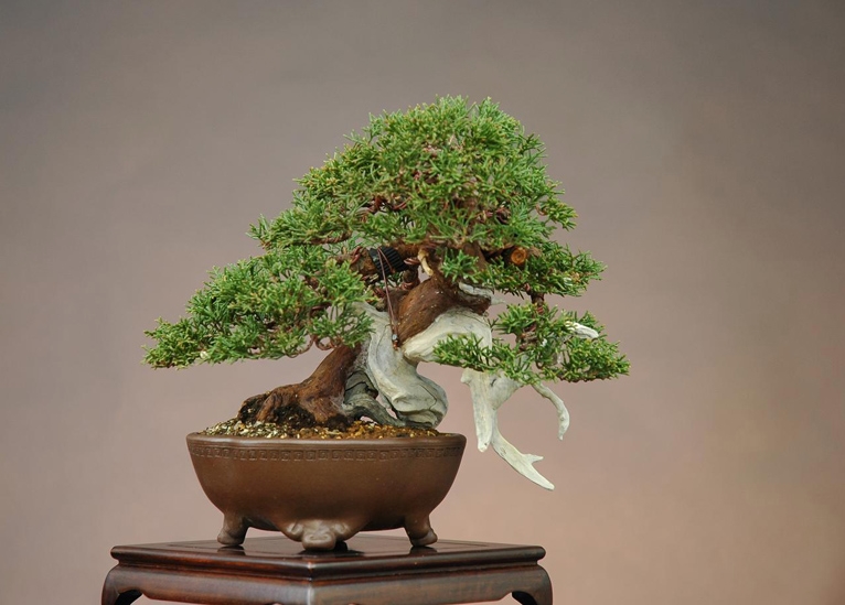 22juniperus chinensis, shimpaku, shohin, po.jpg