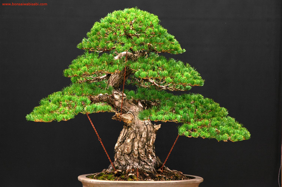 22pinus parviflora, goyomatsu, dai po.jpg