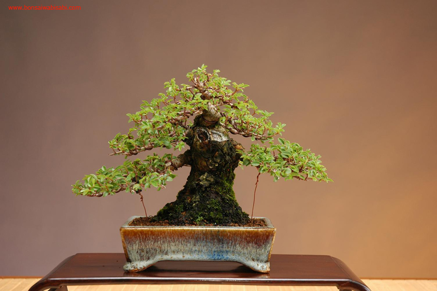 24ulmus, nire keyaki, shohin, po.jpg