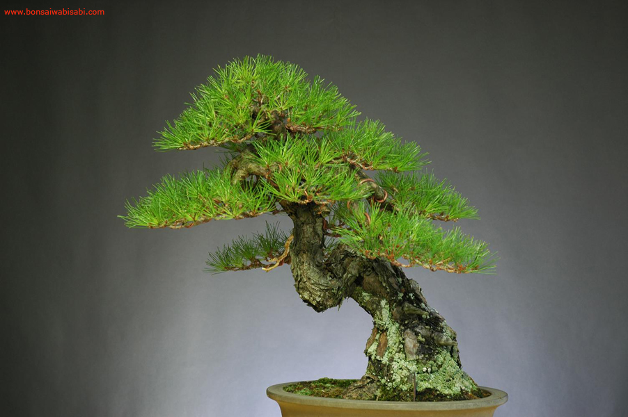 26pinus densiflora, akamatsu, dai po.jpg