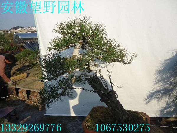 90a.jpg