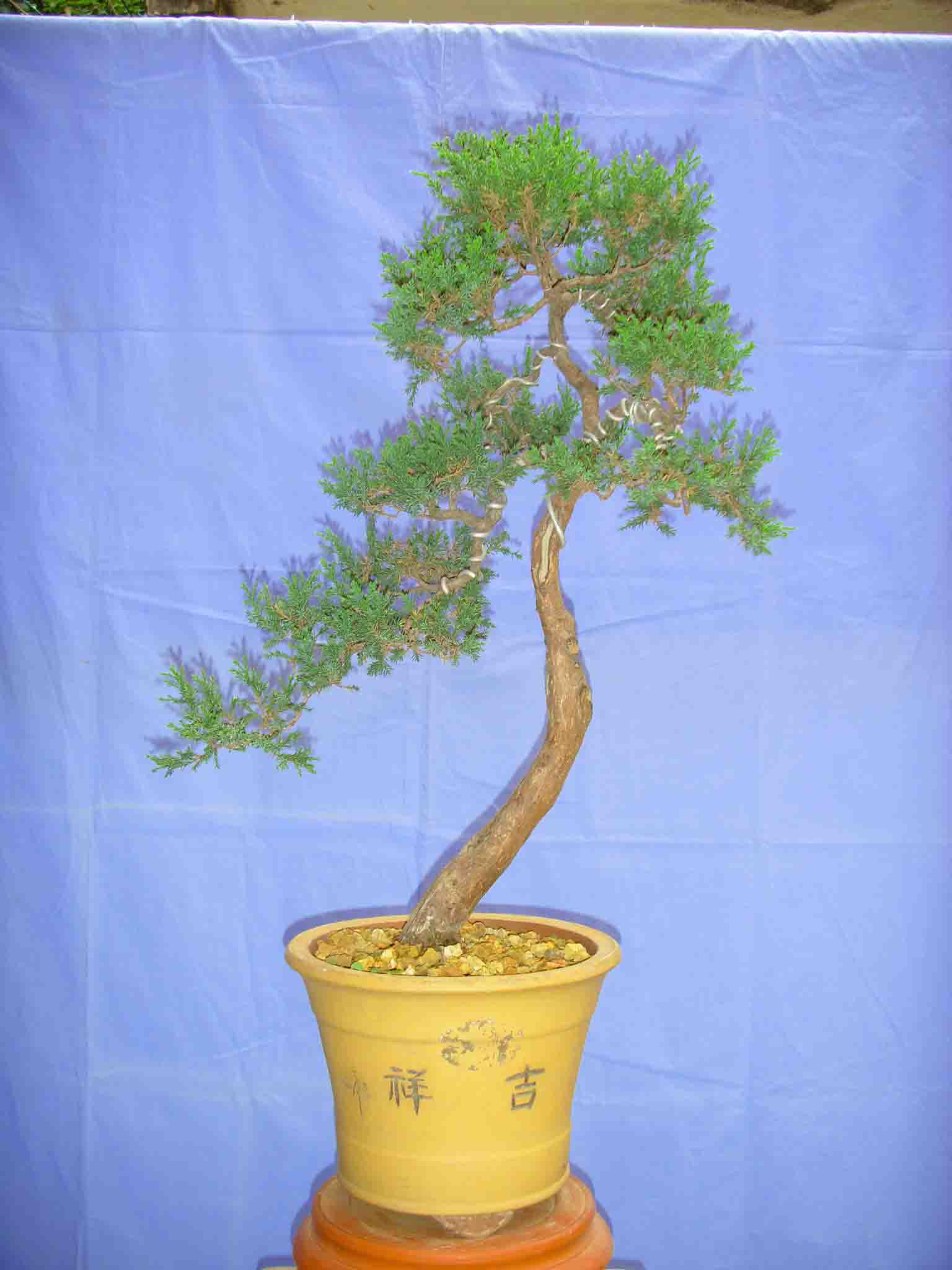SDC12467.JPG