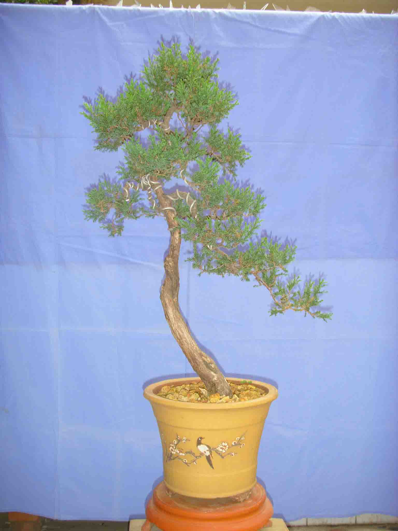 SDC12469.JPG